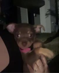Lost Female Dog last seen The birch apmts, Dallas, TX 75228