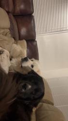 Lost Male Dog last seen Evansville State hosp, Evansville, IN 47714