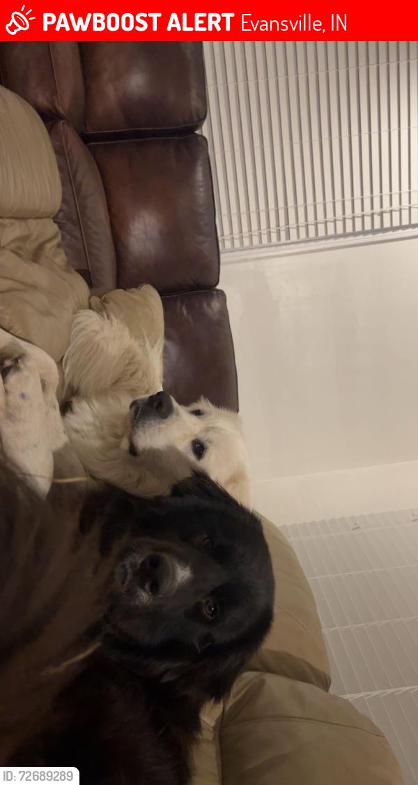 Lost Male Dog last seen Evansville State hosp, Evansville, IN 47714