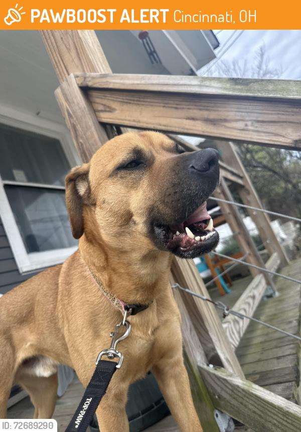 Found/Stray Male Dog last seen Harrison avenue, Cincinnati, OH 45214