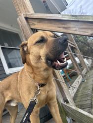 Found/Stray Male Dog last seen Harrison avenue, Cincinnati, OH 45214