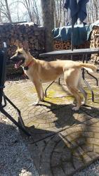 Found/Stray Female Dog last seen Cherry Grove road , Bruceton Mills, WV 26525