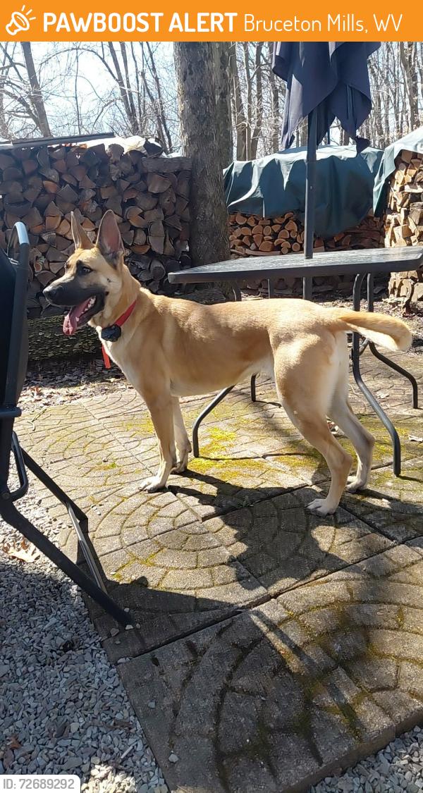 Found/Stray Female Dog last seen Cherry Grove road , Bruceton Mills, WV 26525