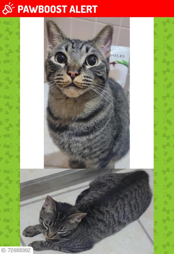 Lost Male Cat last seen Del Sereno, Mezquital del Carmen, León de los Aldama, Gto. 37299