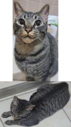 Lost Male Cat last seen Del Sereno, Mezquital del Carmen, León de los Aldama, Gto. 37299