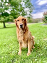 Lost Male Dog last seen Salem, Ohio, Salem, OH 44460