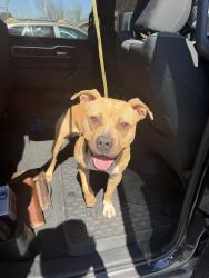 Found/Stray Male Dog last seen Tony’s near down town Alton , Morton, IL 61550