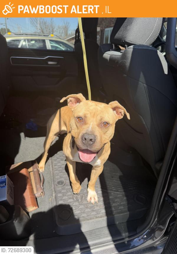 Found/Stray Male Dog last seen Tony’s near down town Alton , Morton, IL 61550
