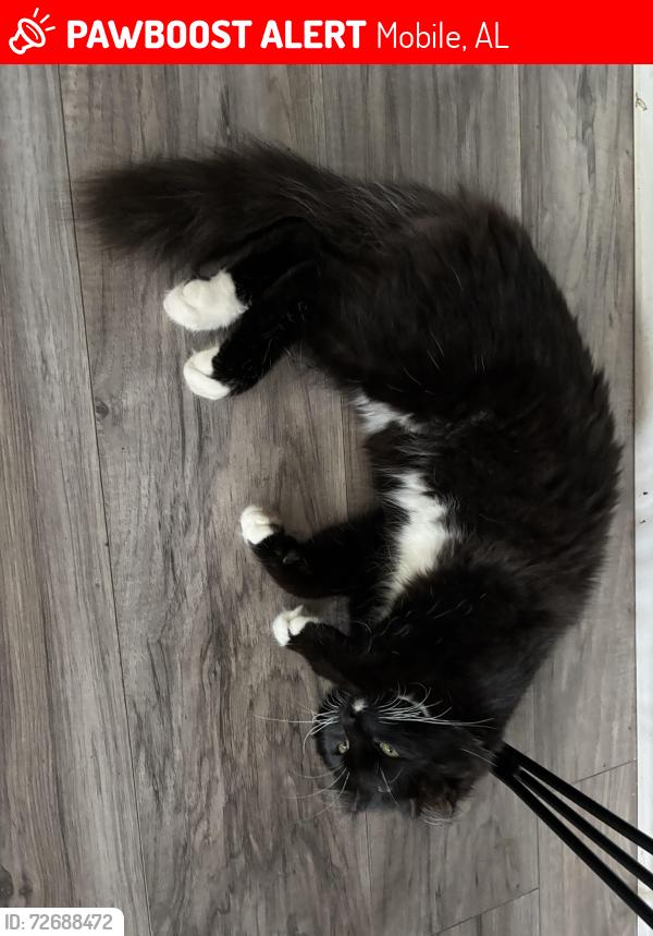 Lost Female Cat last seen Calmes/Cherokee/DIP, Mobile, AL 36606