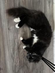 Lost Female Cat last seen Calmes/Cherokee/DIP, Mobile, AL 36606