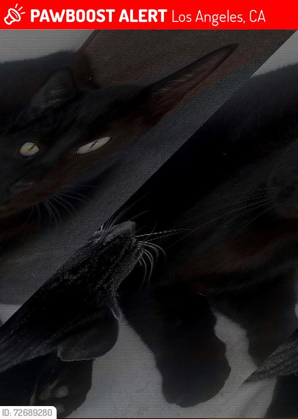 Lost Male Cat last seen Bermuda and Swinton Granada Hills , Los Angeles, CA 91344