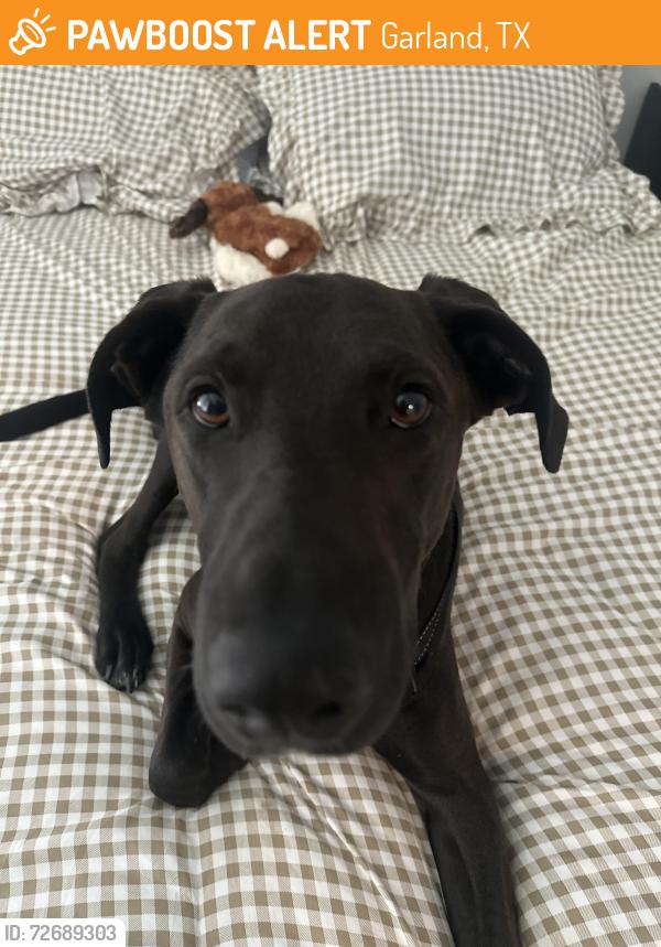 Found/Stray Male Dog last seen Neighborhood , Garland, TX 75044