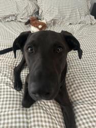Found/Stray Male Dog last seen Neighborhood , Garland, TX 75044