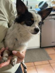 Found/Stray Male Dog last seen Maxwell Park - Birdsall Ave, Oakland, CA 94619