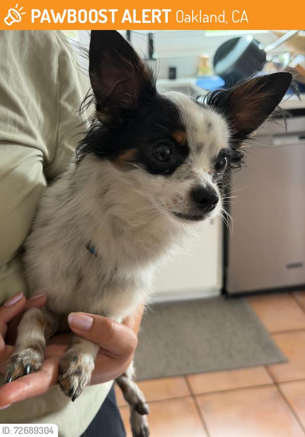Found/Stray Male Dog last seen Maxwell Park - Birdsall Ave, Oakland, CA 94619