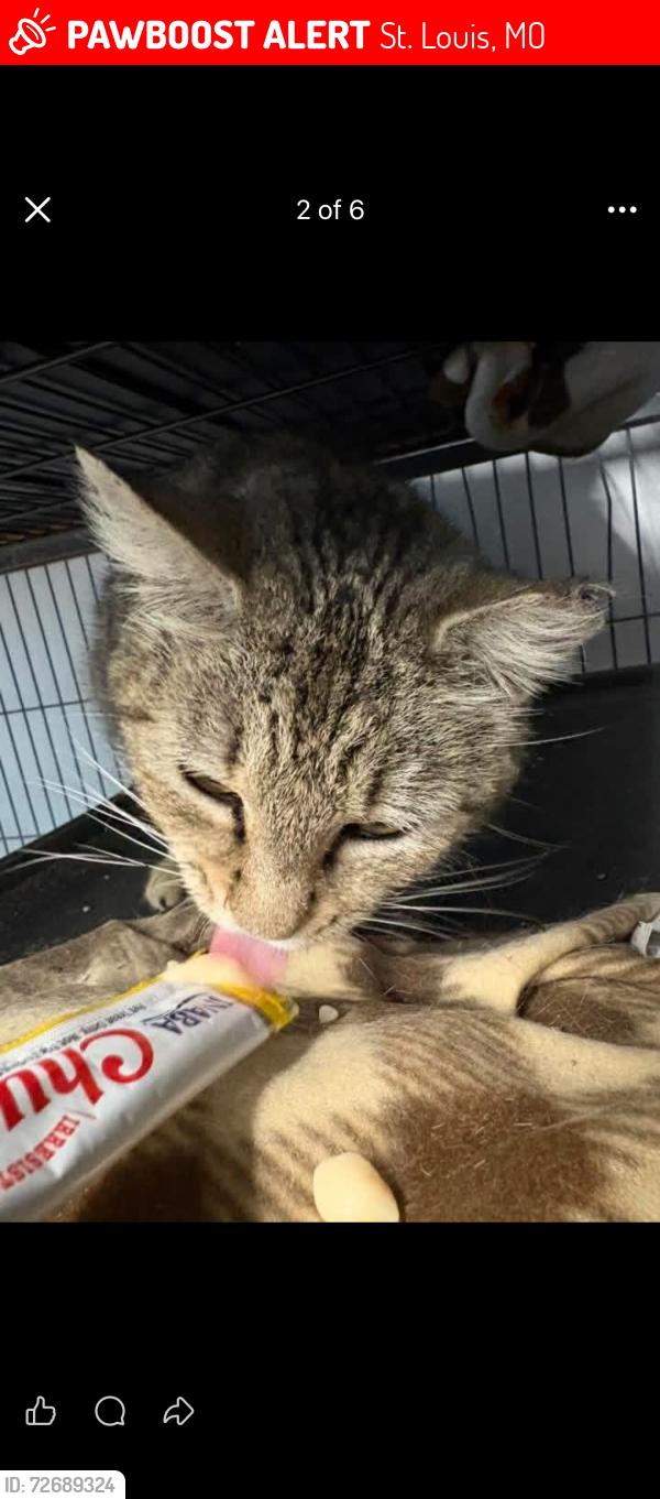 Lost Female Cat last seen Terra at the grove , St. Louis, MO 63110