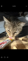 Lost Female Cat last seen Terra at the grove , St. Louis, MO 63110