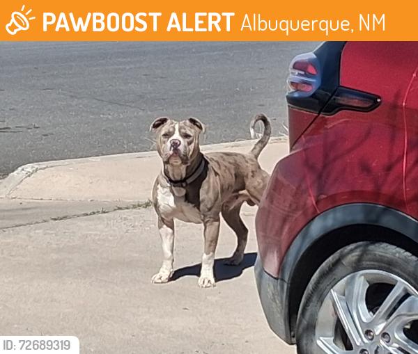 Found/Stray Unknown Dog last seen general Somervell btw domingo and chico, Albuquerque, NM 87123