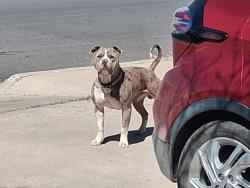 Found/Stray Unknown Dog last seen general Somervell btw domingo and chico, Albuquerque, NM 87123