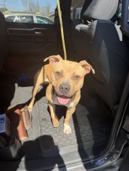 Found/Stray Male Dog last seen 1501-1583 belle st, Alton, IL 62002
