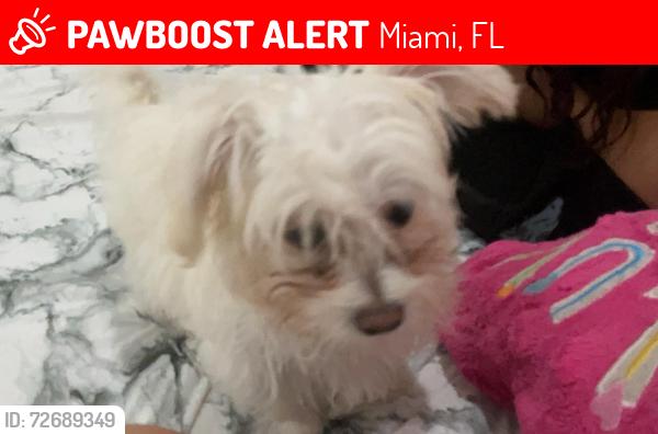 Lost Female Dog last seen 32ave and 81 terr, Miami, FL 33147