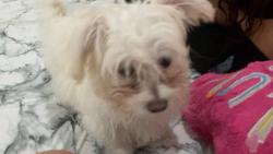 Lost Female Dog last seen 32ave and 81 terr, Miami, FL 33147