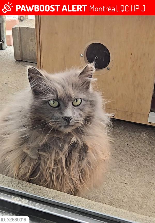 Lost Female Cat last seen rue Belleau, rue Bonnivet, Langelier , Montréal, QC H1P 1J2