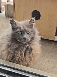 Lost Female Cat last seen rue Belleau, rue Bonnivet, Langelier , Montréal, QC H1P 1J2