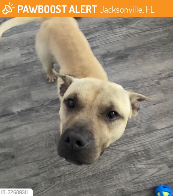 Found/Stray Male Dog last seen Justina and tall pine ln, Jacksonville, FL 32277