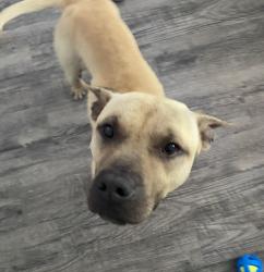 Found/Stray Male Dog last seen Justina and tall pine ln, Jacksonville, FL 32277