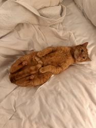 Lost Male Cat last seen Vista, Chattanooga, TN 37411