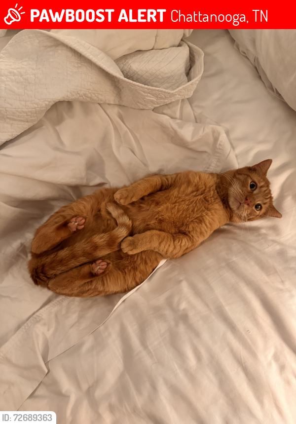 Lost Male Cat last seen Vista, Chattanooga, TN 37411