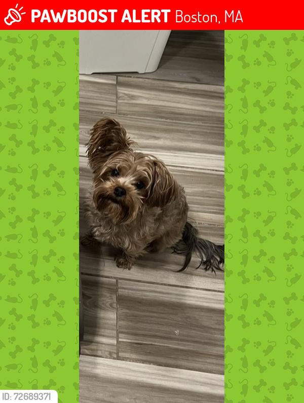 Lost Male Dog last seen Dudley street , Boston, MA 02119