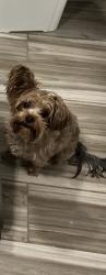 Lost Male Dog last seen Dudley street , Boston, MA 02119