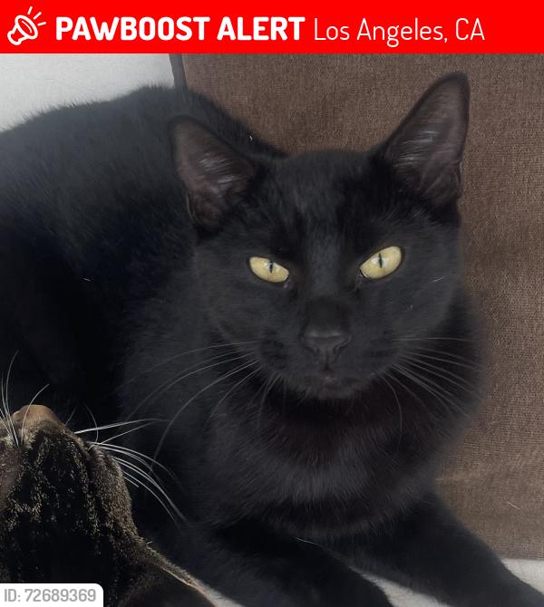 Lost Male Cat last seen Bermuda St and Swinton in Granada Hills (closest major streets are Chatsworth and Woodley) , Los Angeles, CA 91344
