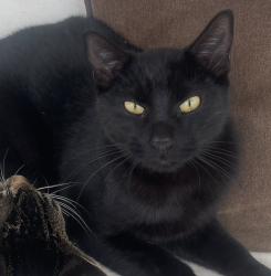 Lost Male Cat last seen Bermuda St and Swinton in Granada Hills (closest major streets are Chatsworth and Woodley) , Los Angeles, CA 91344