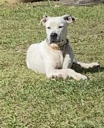 Lost Female Dog last seen Mango street , Kissimmee, FL 34746