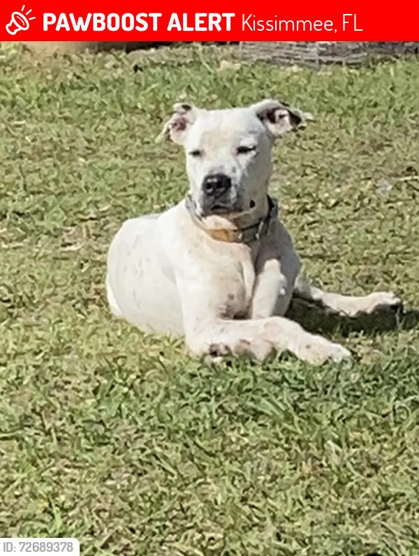 Lost Female Dog last seen Mango street , Kissimmee, FL 34746