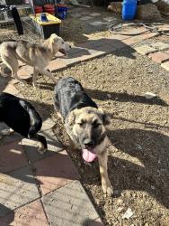 Found/Stray Male Dog last seen Red mountain road, Hemet, CA 92583
