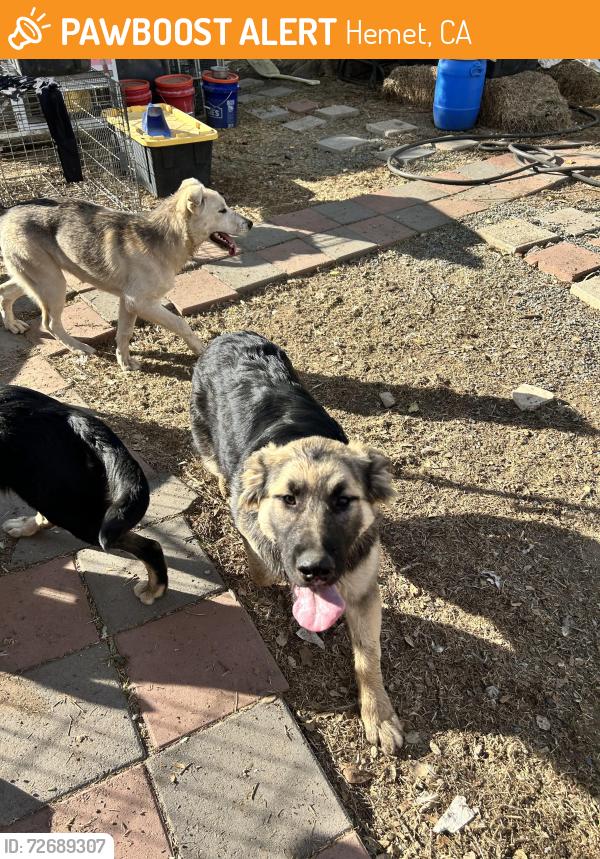 Found/Stray Male Dog last seen Red mountain road, Hemet, CA 92583