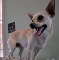 Lost Male Dog last seen Near E Almeria Rd, Phoenix, AZ 85006