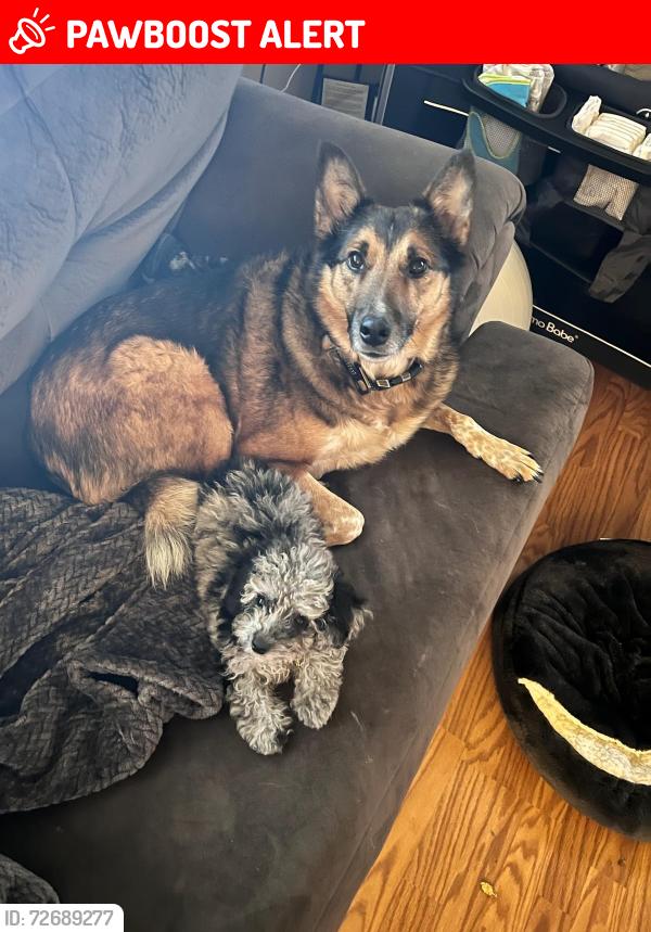 Lost Male Dog last seen Heagy Drive, Lebanon, North Lebanon Township, PA 17046