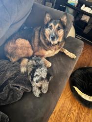 Lost Male Dog last seen Heagy Drive, Lebanon, North Lebanon Township, PA 17046