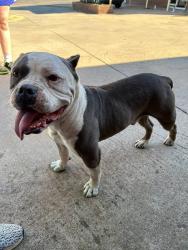 Found/Stray Male Dog last seen Near East Overholser Dr., Bethany, OK 73008