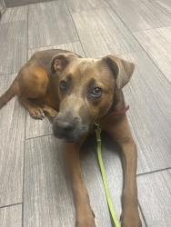 Found/Stray Female Dog last seen Matt Circle and Matt Rd, Humble, TX 77346