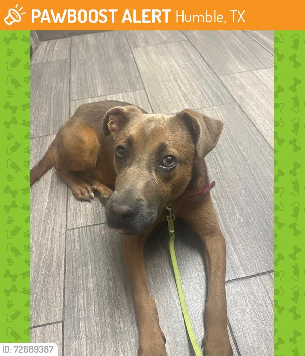 Found/Stray Female Dog last seen Matt Circle and Matt Rd, Humble, TX 77346