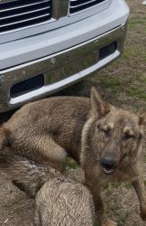 Lost Male Dog last seen Nc fountain nc 222 piit county , Pitt County, NC 28590