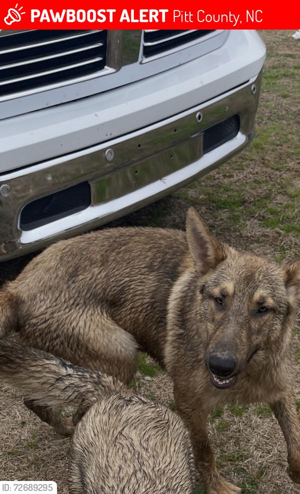 Lost Male Dog last seen Nc fountain nc 222 piit county , Pitt County, NC 28590