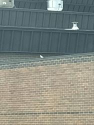 Found/Stray Unknown Bird last seen It’s by the C8 entrance to Hilliard Heritage Middle School, Hilliard, OH 43026