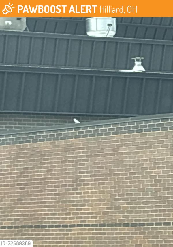 Found/Stray Unknown Bird last seen It’s by the C8 entrance to Hilliard Heritage Middle School, Hilliard, OH 43026